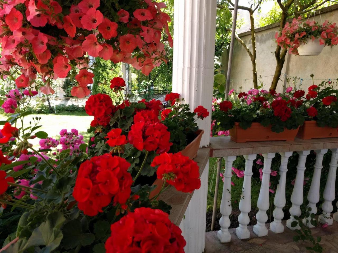 Casa Monica Ξενοδοχείο Băile Felix Εξωτερικό φωτογραφία